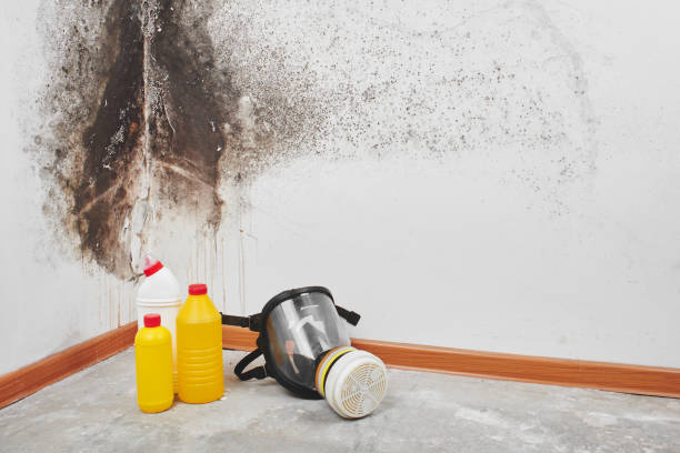 Best Residential Mold Removal  in Forestde, AL