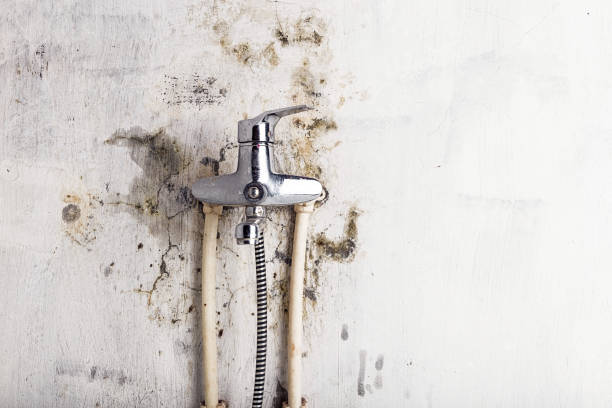 Best Local Mold Removal Service  in Forestde, AL