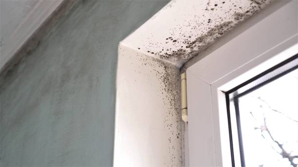 Best Crawl Space Mold Removal  in Forestde, AL