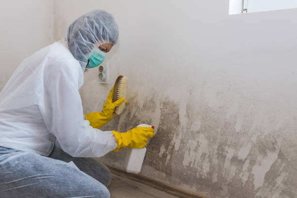 Best Commercial Mold Removal  in Forestde, AL