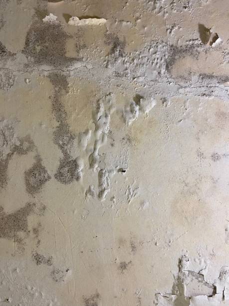 Best Mold Removal Near Me  in Forestde, AL