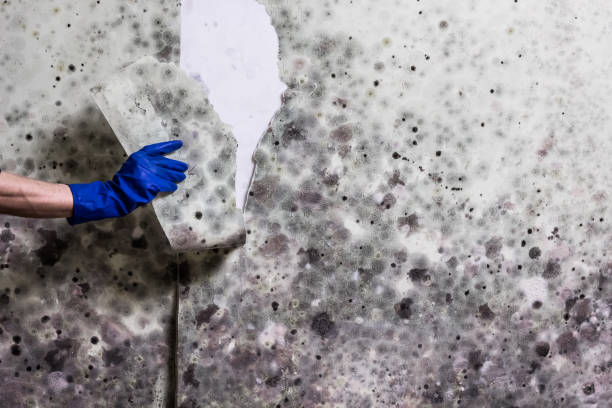 Best Mold Testing  in Forestde, AL