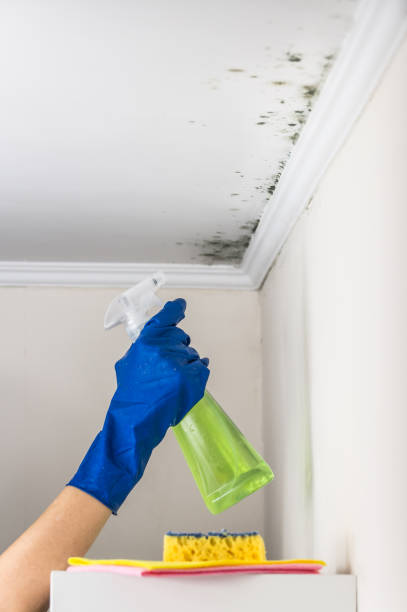 Best Professional Mold Removal  in Forestde, AL