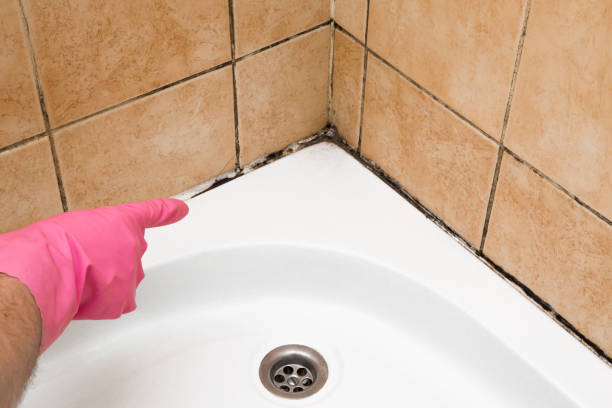Best Office Mold Removal Services  in Forestde, AL